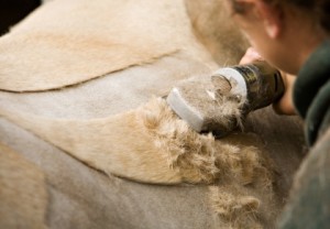 horse clippers for body clipping