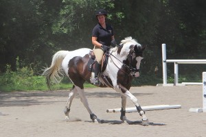horse training methods